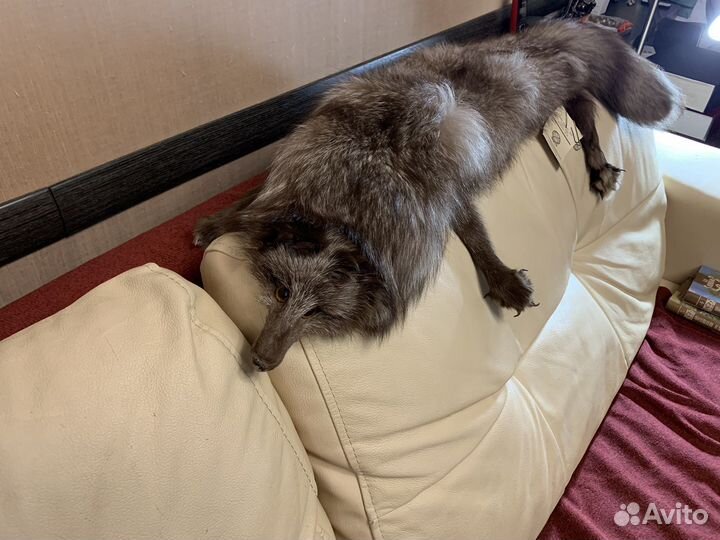 Шкурка песца