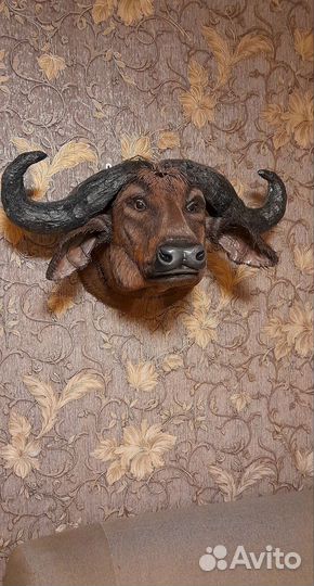 Бар - трофей- буйвол