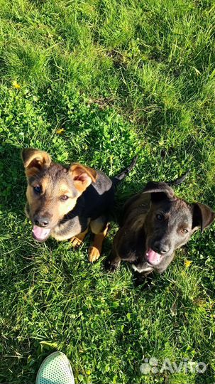 Собака в добрые руки отдам бесплатно