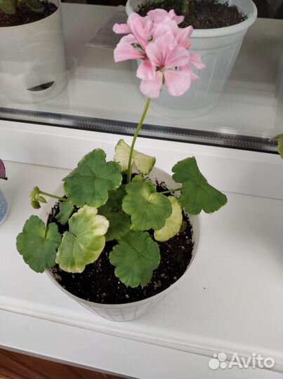 Пеларгония Дивас