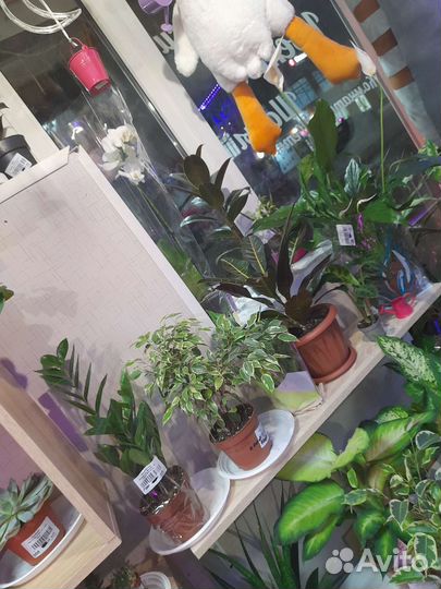 Большой ассортимент комнатных растений