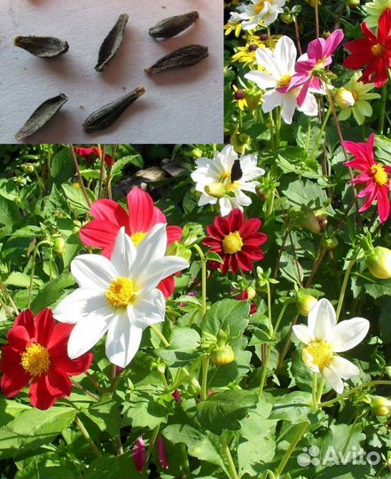 Семена Мирабилиса (есть рассада), Люпина, др. цв