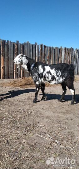 Услуги козла