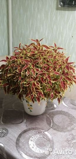 Колеусы вегетативные