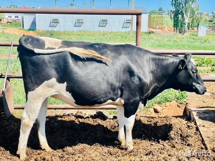 Нетели Голштины