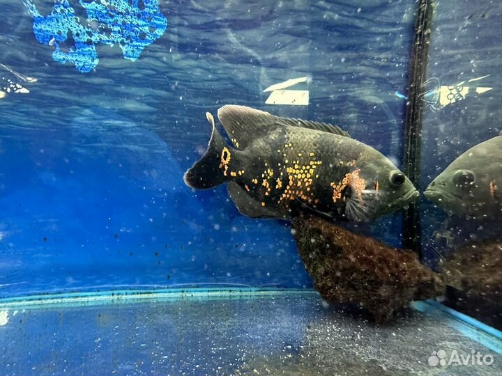 Астронатус