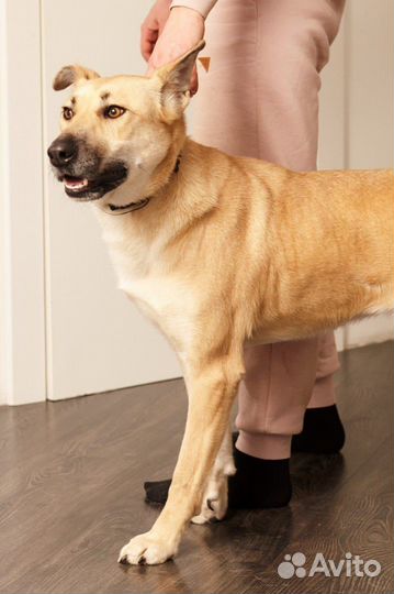 Метис лабрадор девочка