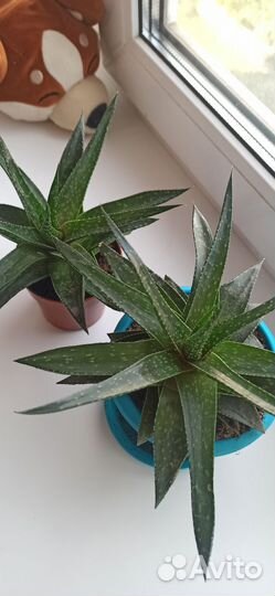 Кактусы и суккуленты