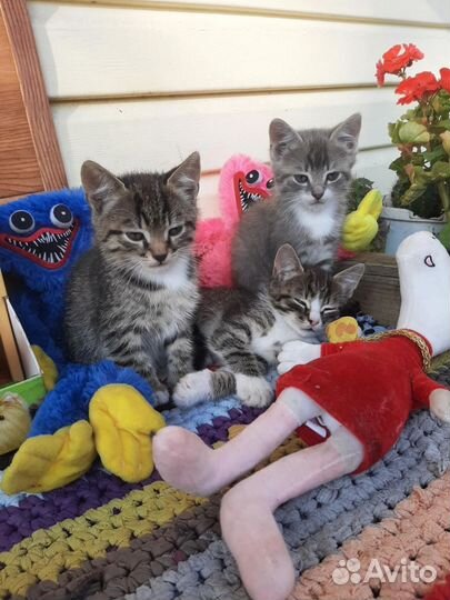 Котята от Британской кошки бесплатно