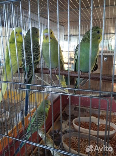 Волнистый попугай