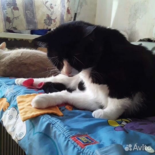Кот в добрые руки