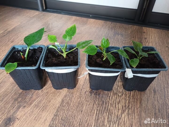 Антуриумы красный и Антуриум Андре Ковалли Перпл