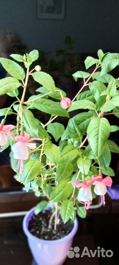 Фуксия Балерина