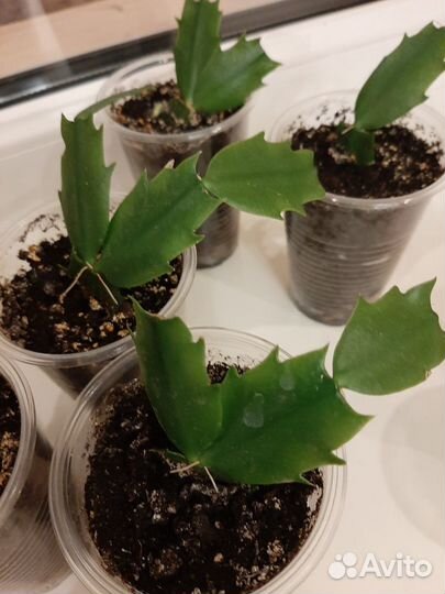 Шлюмбергера розовая