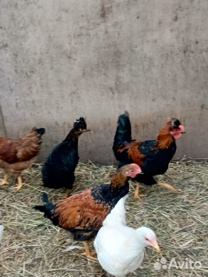Продаются петухи