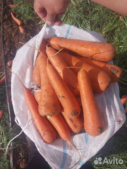 Овощи и фрукты