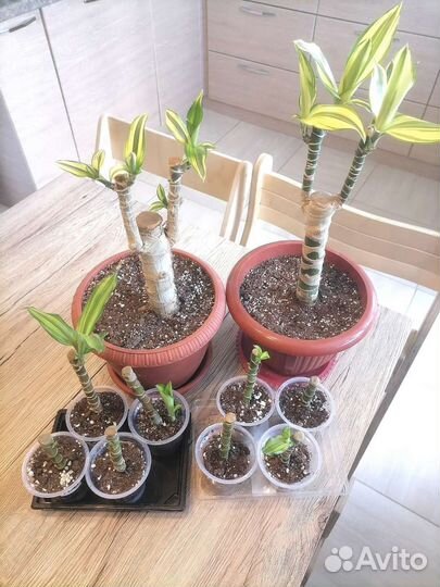 Пальма, хлорофитум, золотой ус