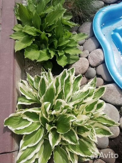 Растения для сада многолетние