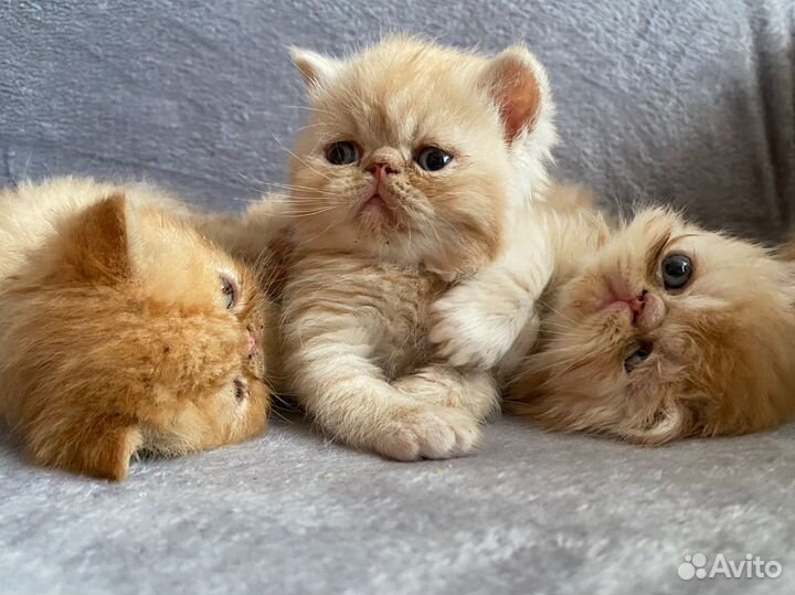 Персидские котята