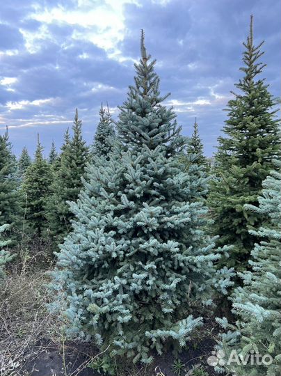 Ель Глаука Пунгенс Голубая Колючая в стрижке