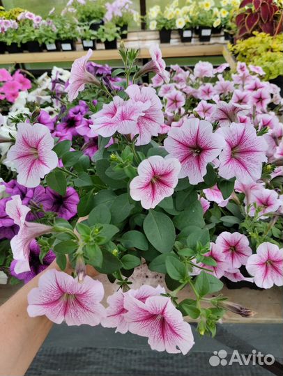 Петуния из профессиональных семян