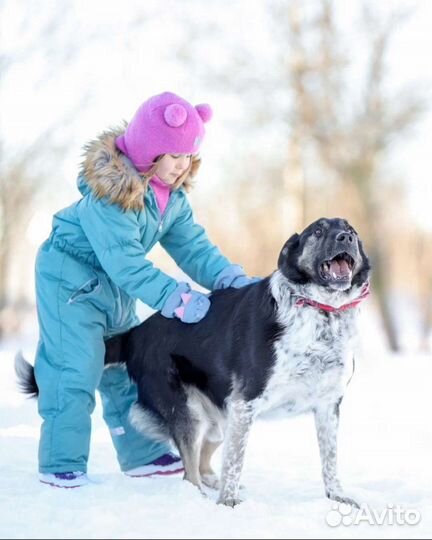 Собака из приюта в добрые руки