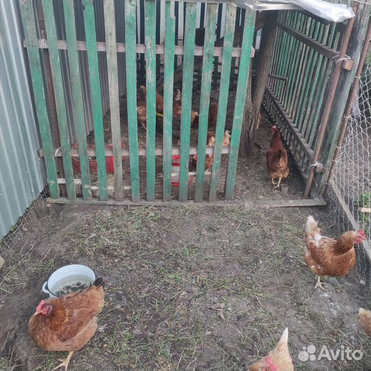 Куры несушки
