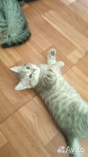 Котята