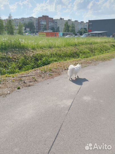 Передержка домашних животных