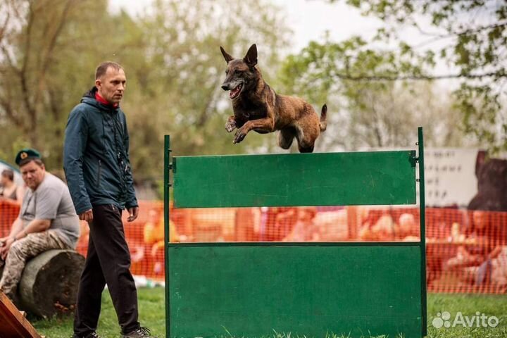 Дрессировка и воспитание собак