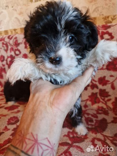 Собака щенки