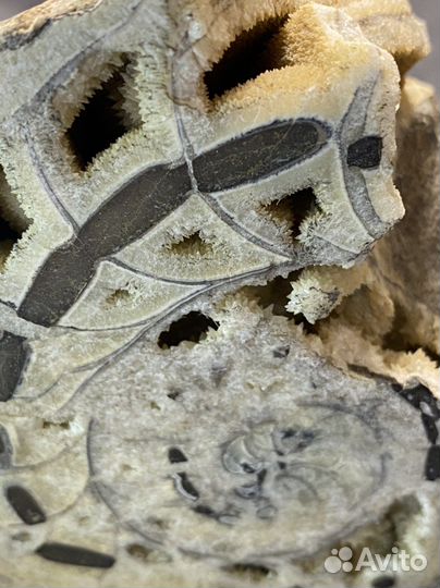 Аммонит срез Окаменелости аммониты минерал