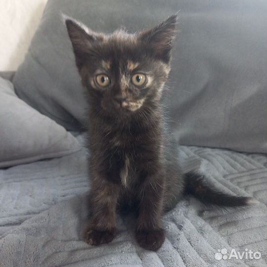 Котята в дар бесплатно