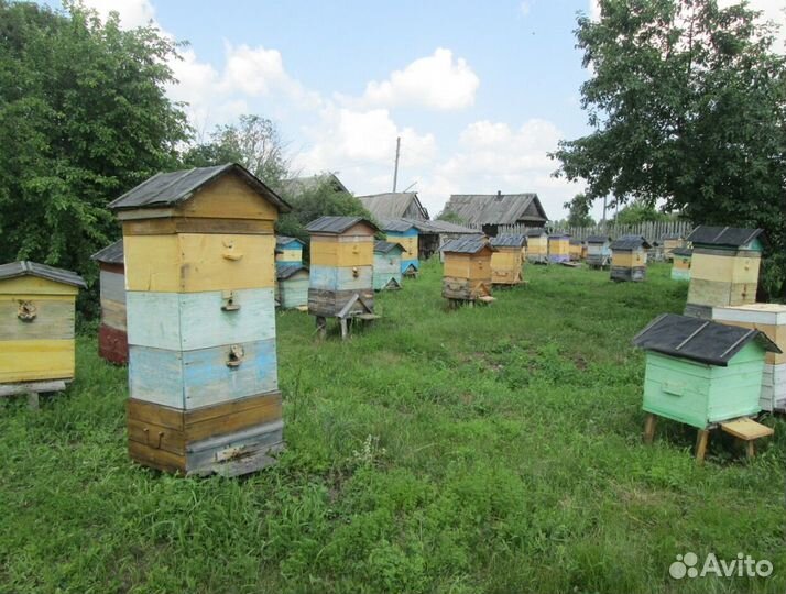 Мед натуральный алтайский опт