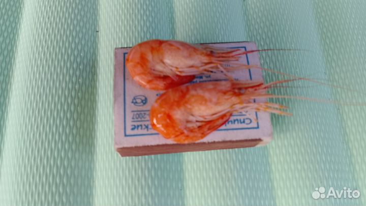 Креветка черноморская крупная оптом