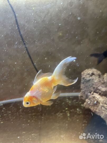 Аквариумные рыбки