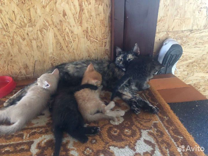 Котята в добрые руки
