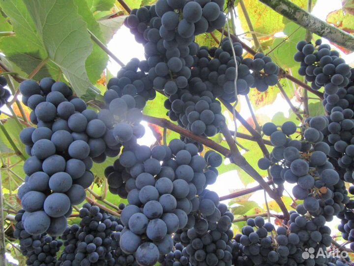 Продаю саженцы винограда для Пскова и области