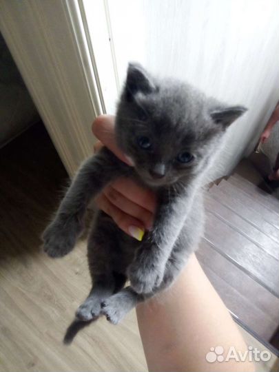 Котенок серый