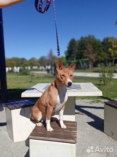 Кобель Басенджи на вязку