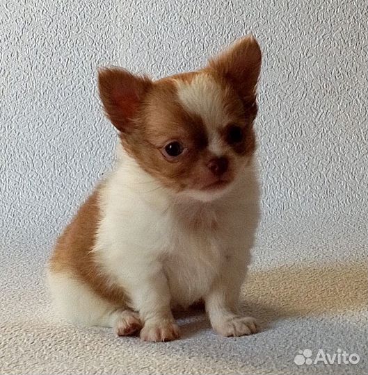 Чихуахуа мини мальчик