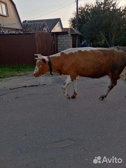 Коровы дойные