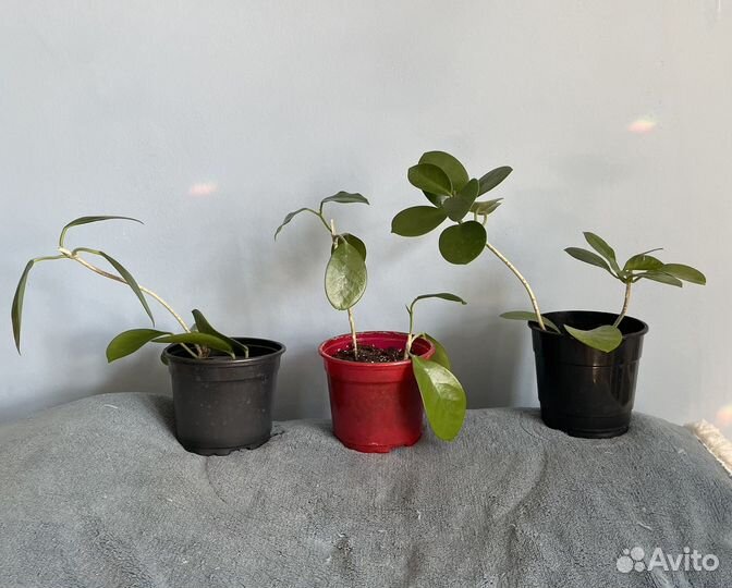 Хойя южная (суккулент)