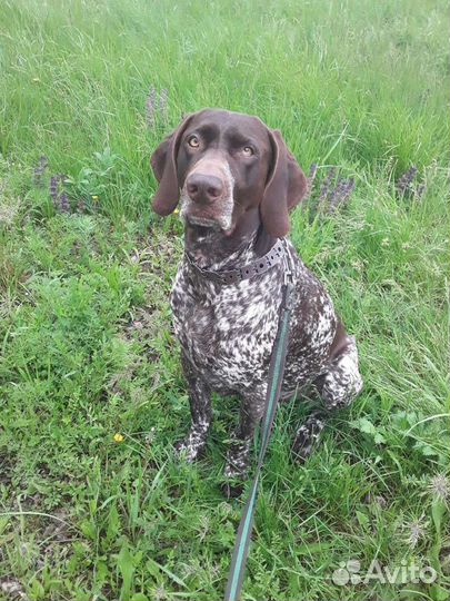 Курцхаар вязка