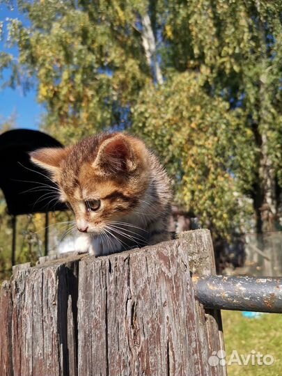 Котёнок,1,5 месяца,девочка