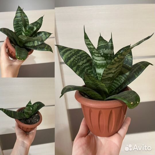 Сансевиерия, комнатные цветы