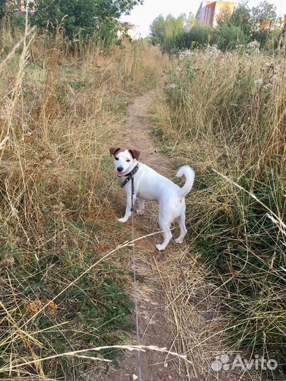 Домашняя передержка собак