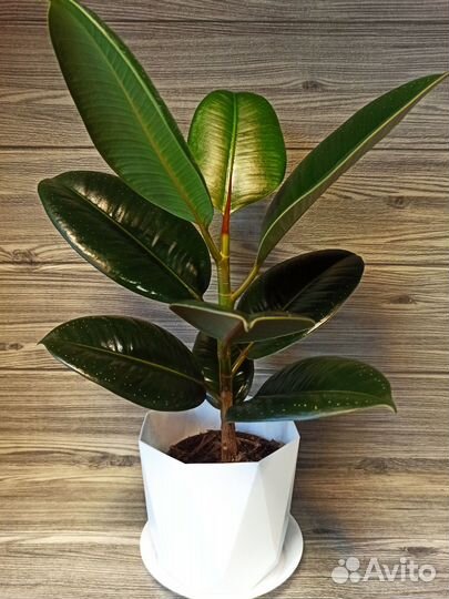 Фикус каучуконосный (Эластика)