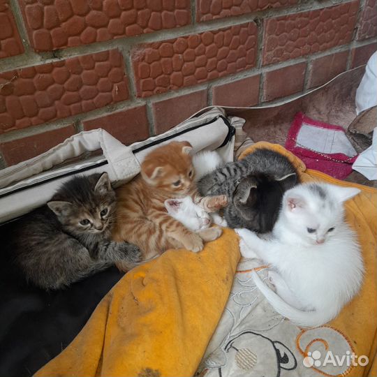 Кошка