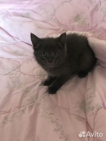 Котёнок серый, пушистенький